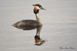 Le "Grèbe huppé" (Podiceps cristatus), également appelé "Grèbe esclavon", est un oiseau aquatique plutôt qu'une huppe