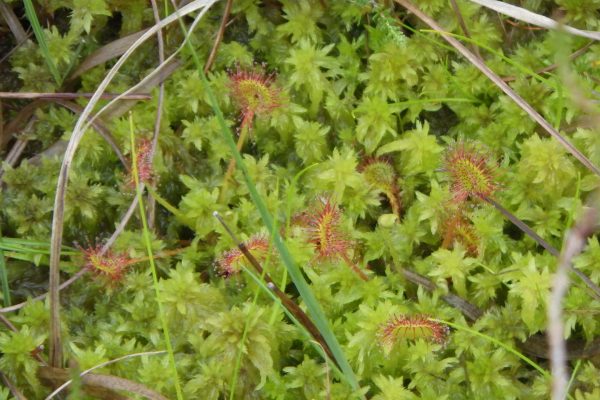 Droséra à feuilles rondes (Drosera rotundifolia) (5)